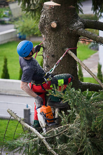 Best Tree Trimming and Pruning  in Cottonport, LA