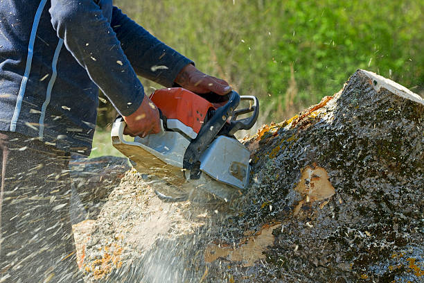 Best Tree Maintenance Programs  in Cottonport, LA