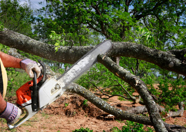 Best Commercial Tree Services  in Cottonport, LA